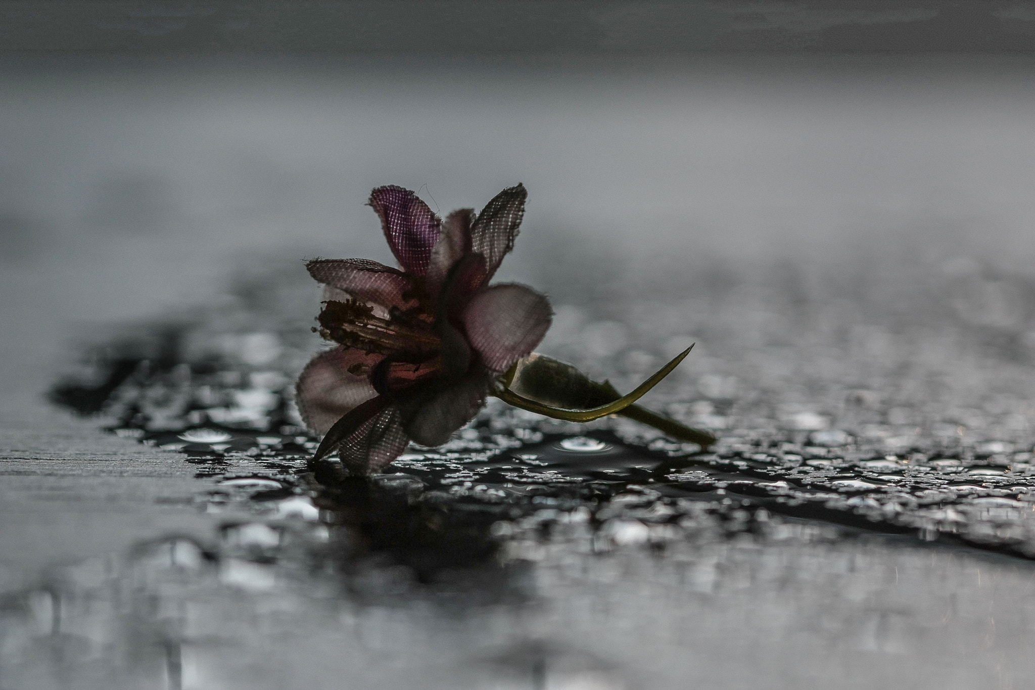 Canon EF 100mm F2.8L Macro IS USM sample photo. Img photography