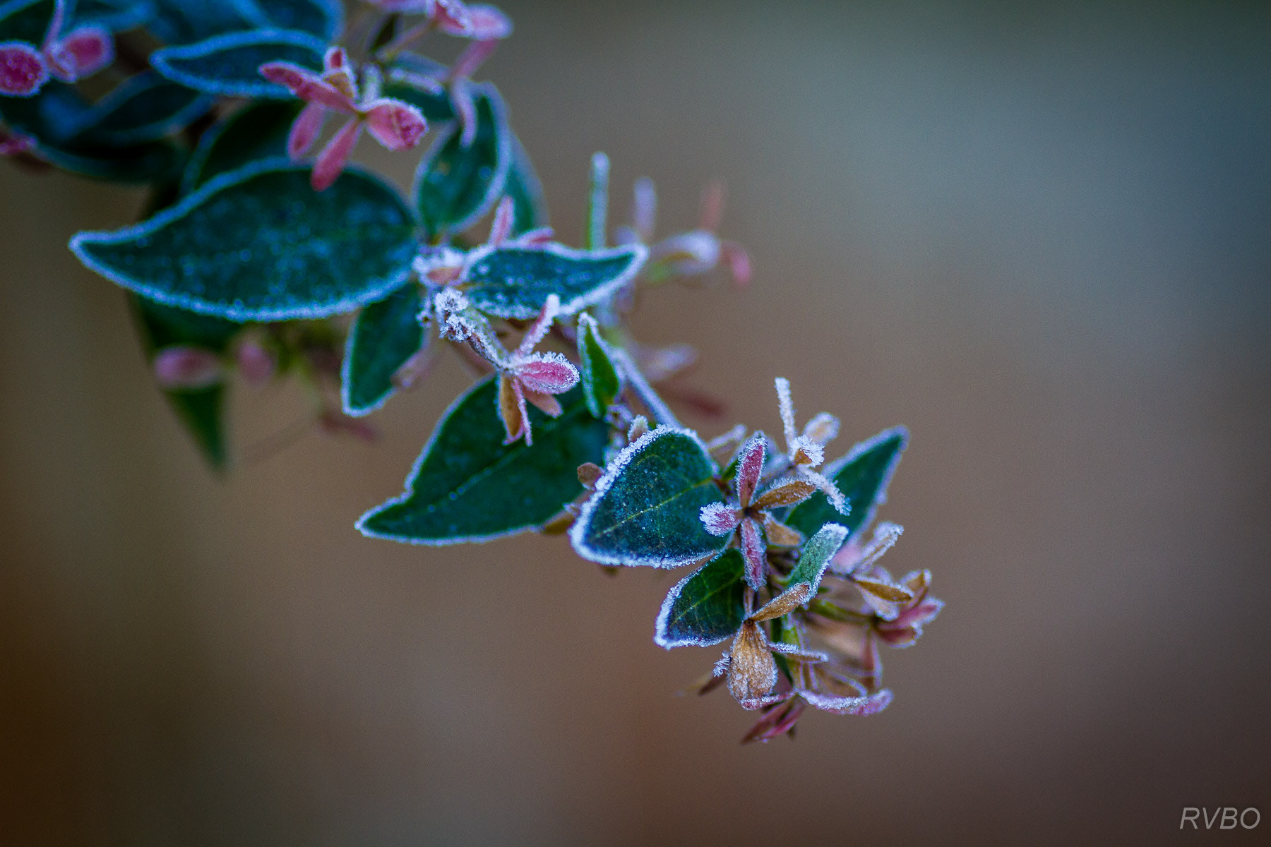 Canon EOS 7D + Sigma 105mm F2.8 EX DG Macro sample photo