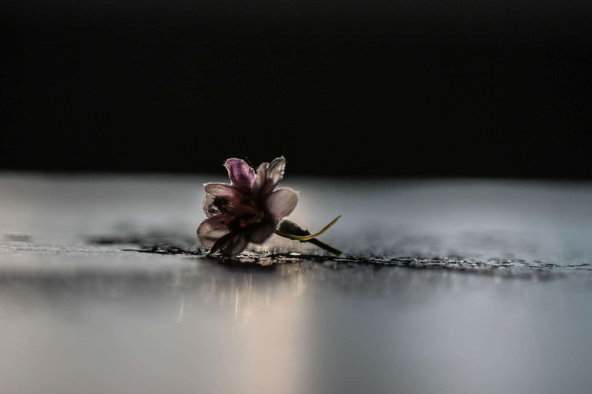 Canon EF 100mm F2.8L Macro IS USM sample photo. Img photography