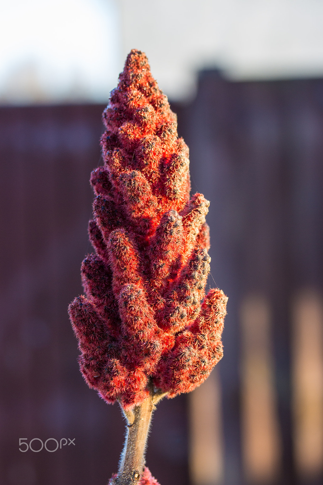 Canon EF-S 60mm F2.8 Macro USM sample photo. Light and ice photography