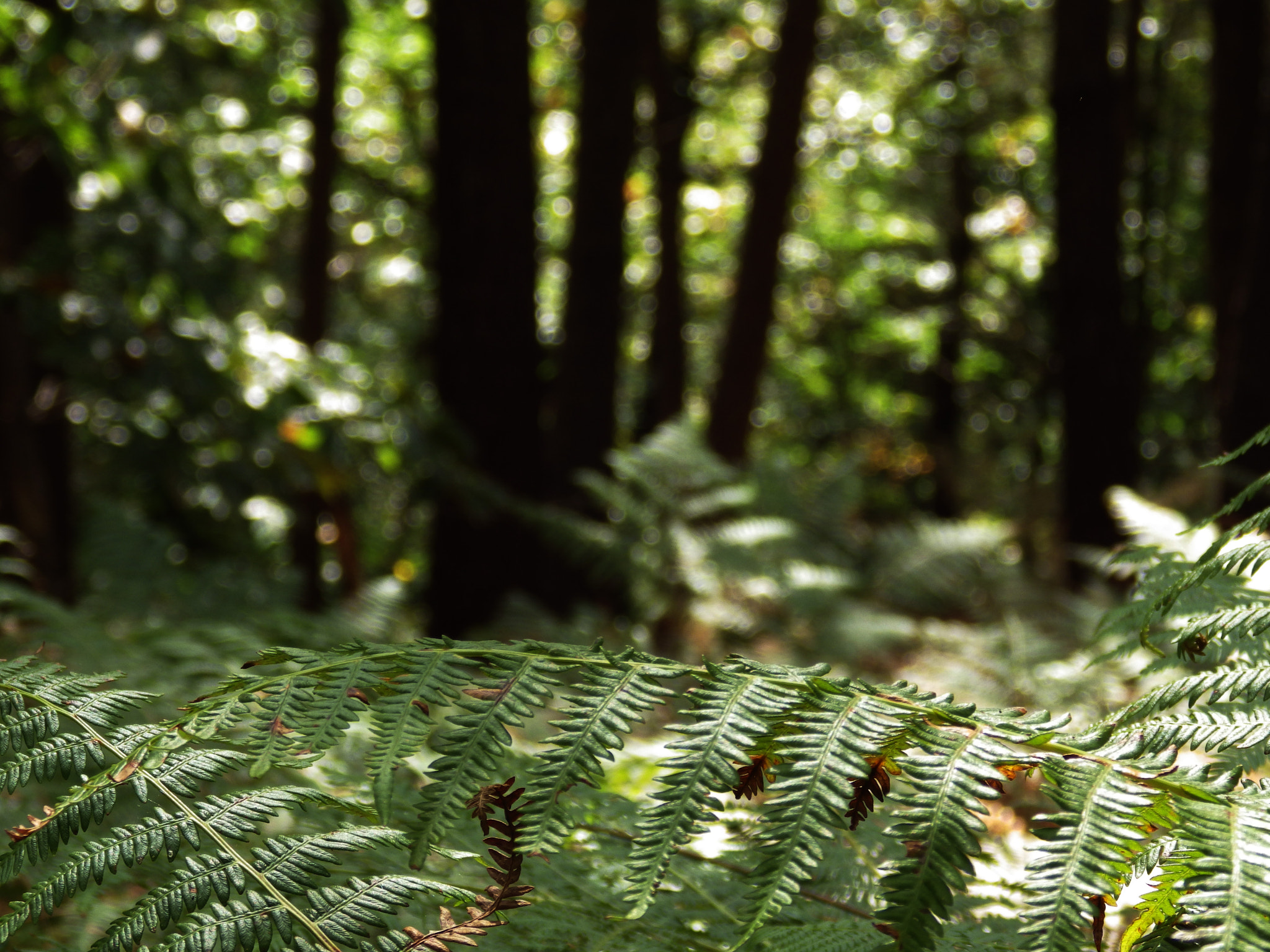 Pentax X-5 sample photo. Green forest photography