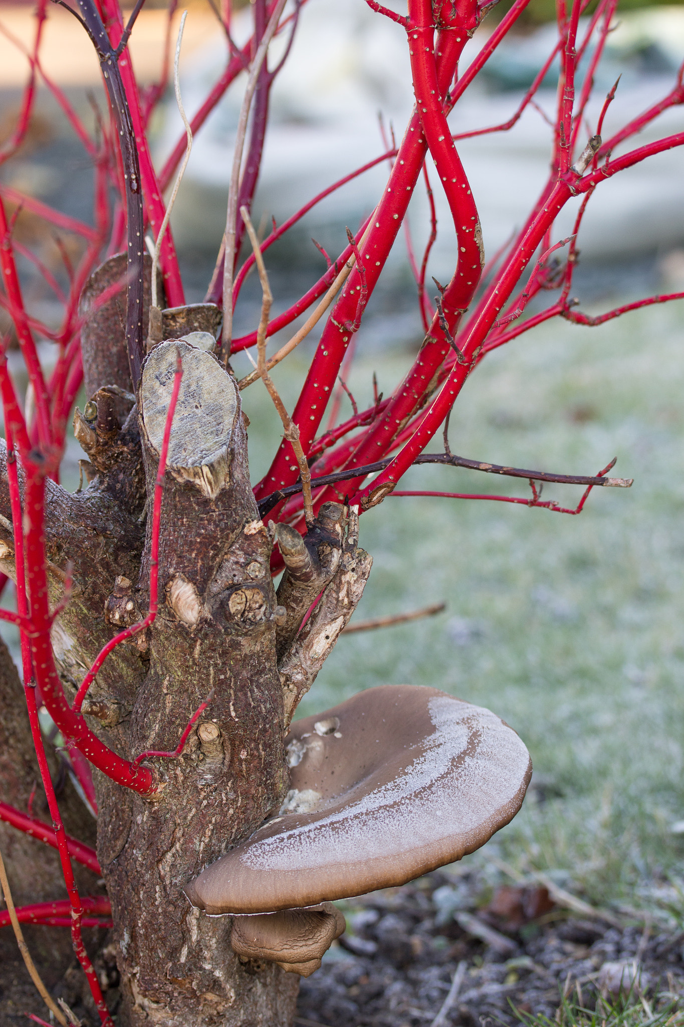 Canon EF-S 60mm F2.8 Macro USM sample photo. Winter colour photography