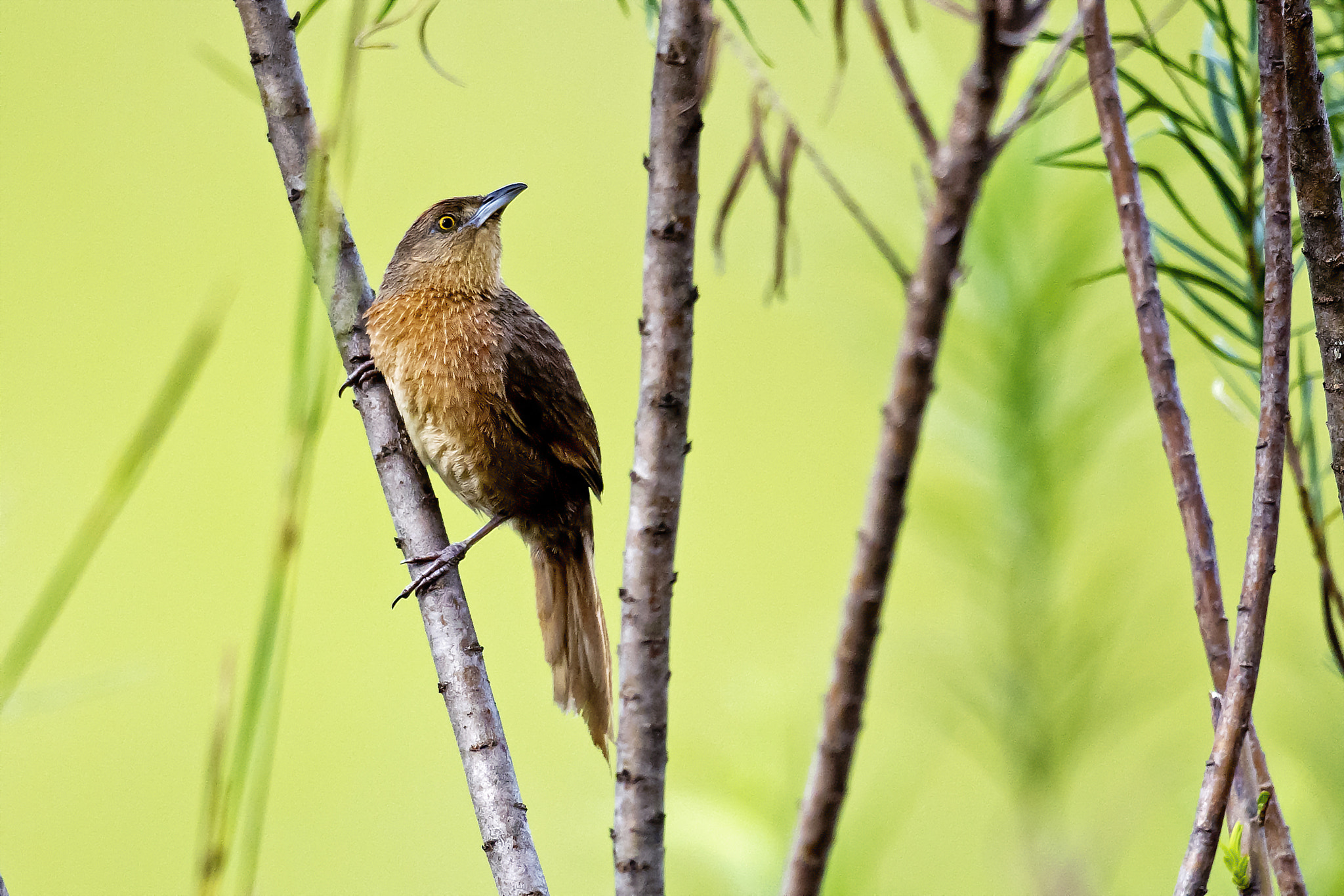 Nikon AF-S Nikkor 800mm F5.6E FL ED VR sample photo. Freckle-breasted thornbird photography