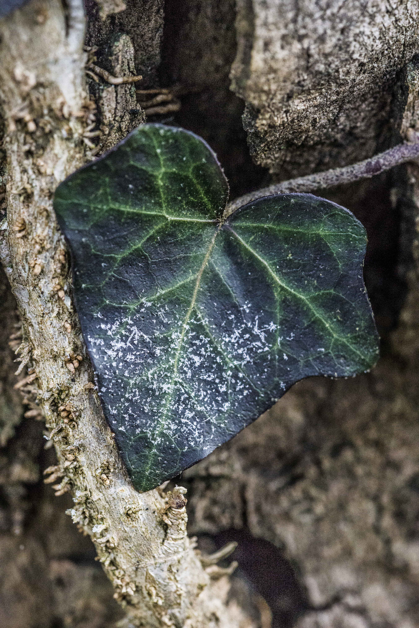 Sony a99 II + 90mm F2.8 Macro SSM sample photo. Life in my heart photography