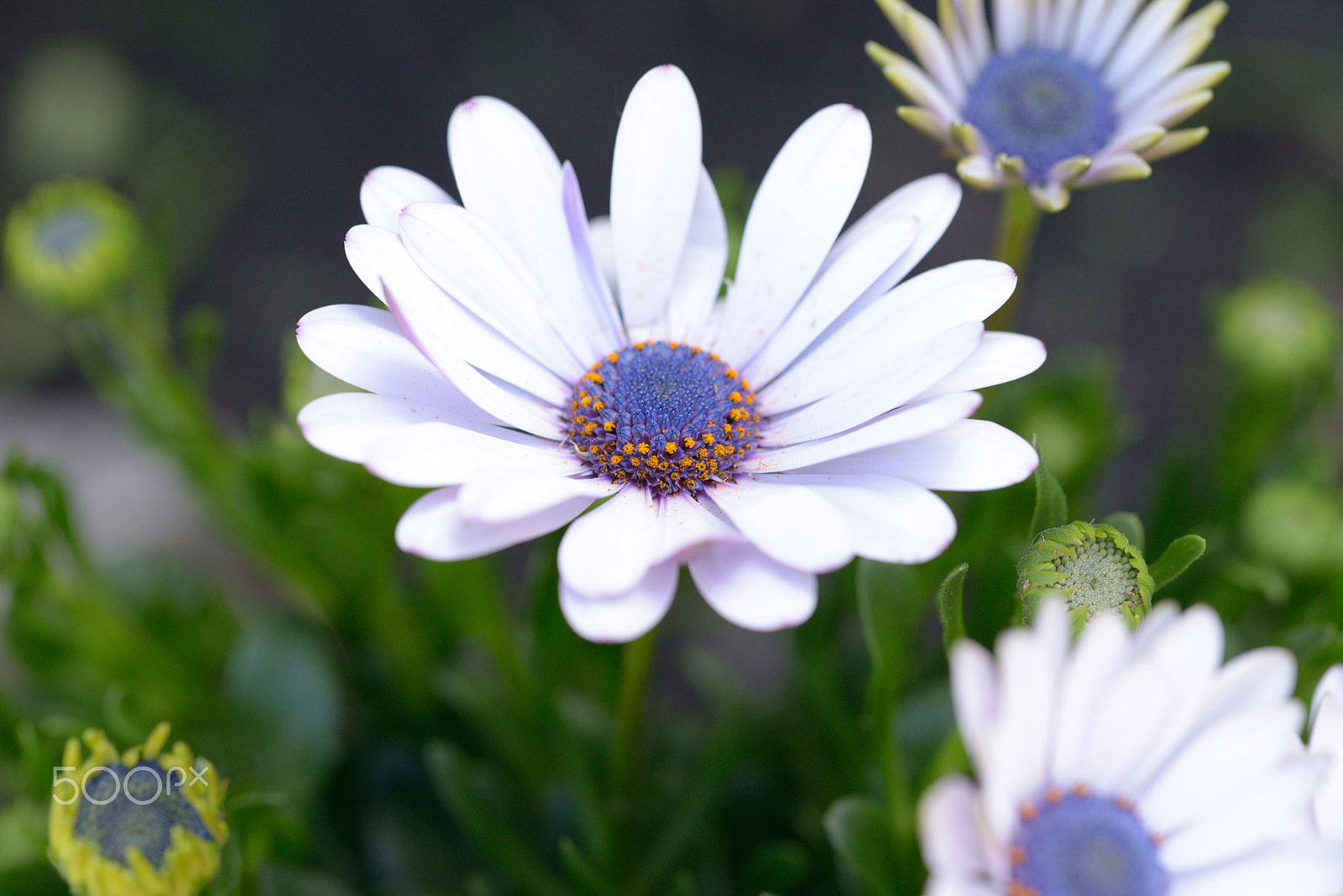 Nikon D800E sample photo. White and blue photography