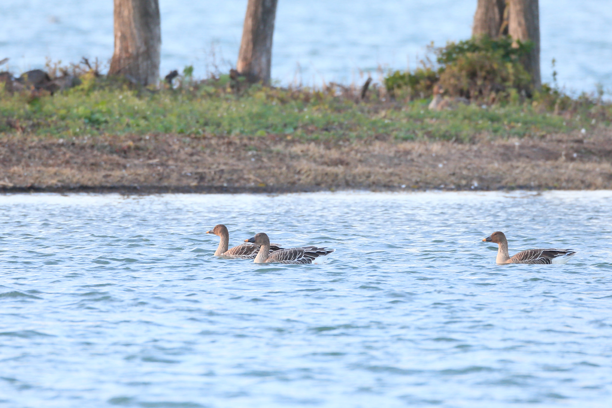 Canon EF 800mm F5.6L IS USM sample photo. オオヒシクイ　bean goose photography