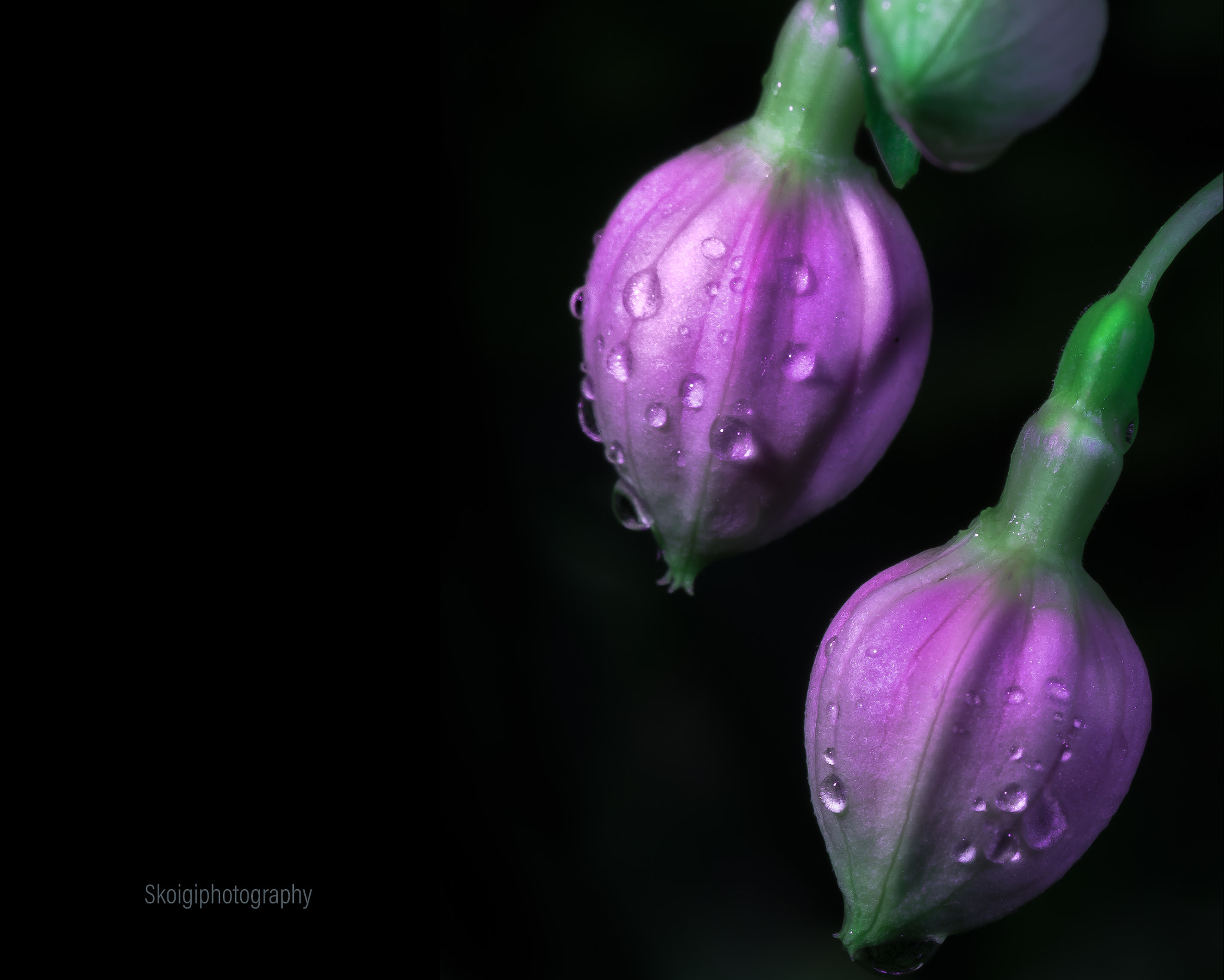 Samsung NX1 + Samsung NX 85mm F1.4 ED SSA sample photo. Flower buds photography