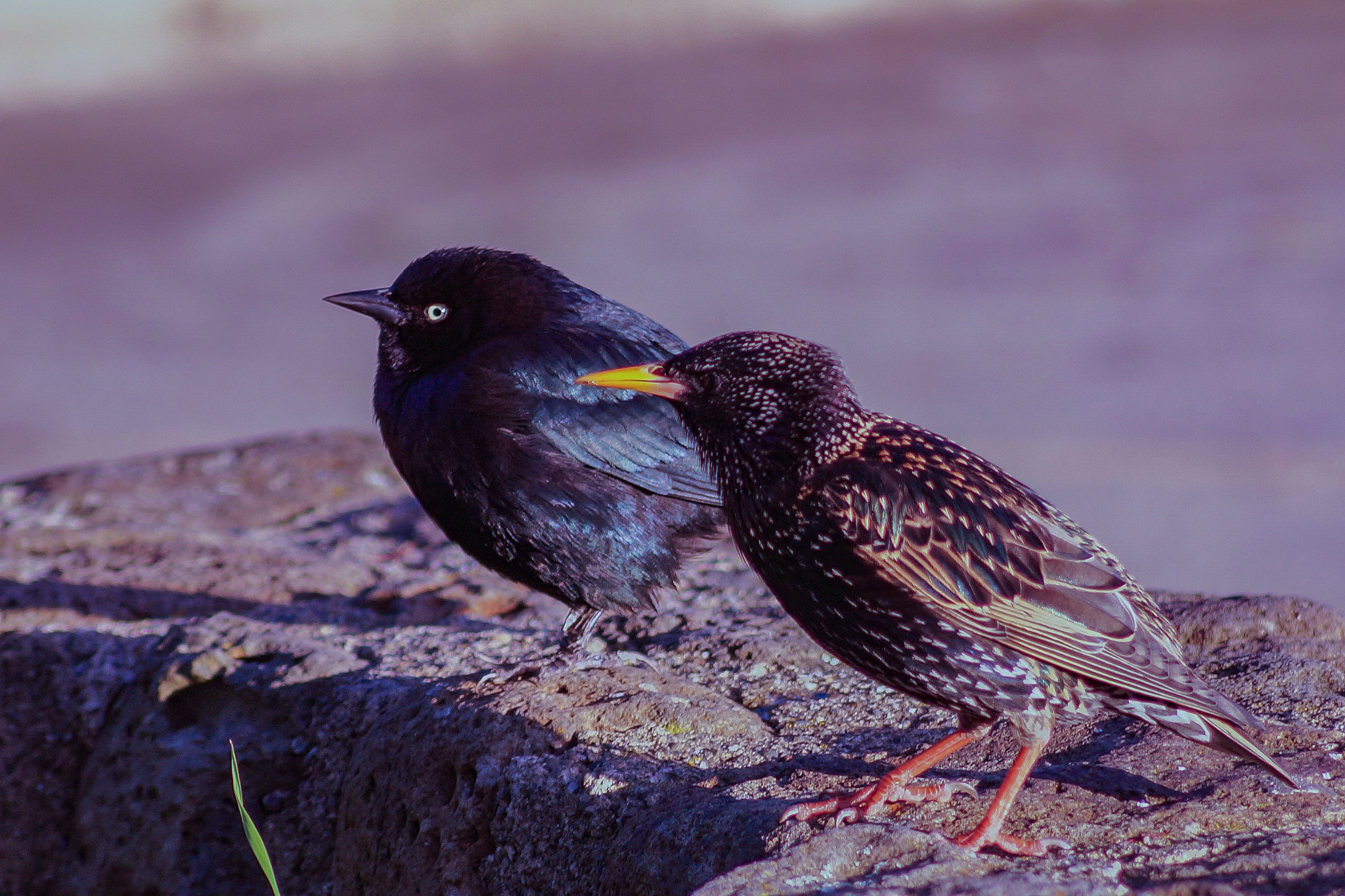 Sony SLT-A58 + Sony DT 55-200mm F4-5.6 SAM sample photo. Brewer's blackbird (left) and european starling (right) photography
