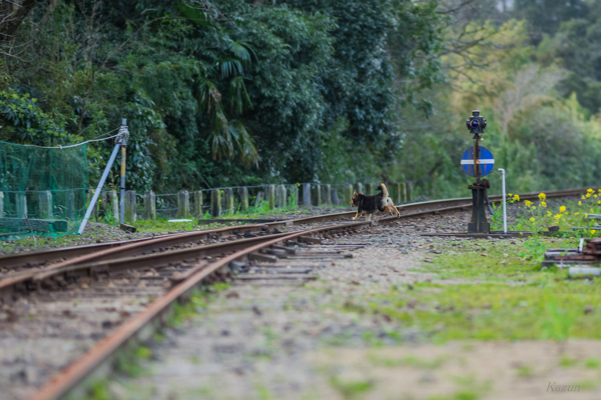 Sony Sonnar T* 135mm F1.8 ZA sample photo. Fun! photography