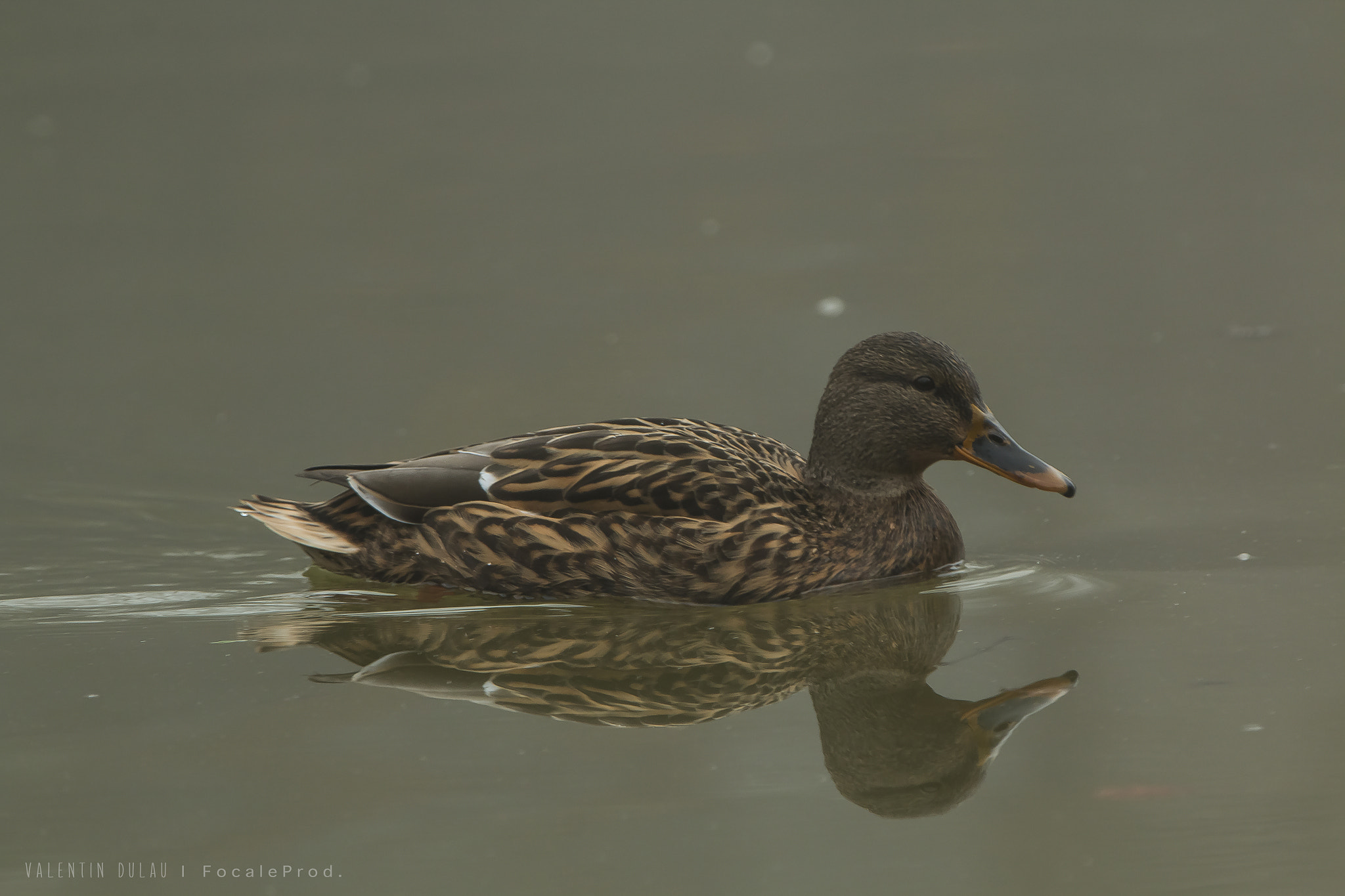 Canon EOS 70D + Canon EF 70-200mm F2.8L IS II USM sample photo. Canard colvert photography