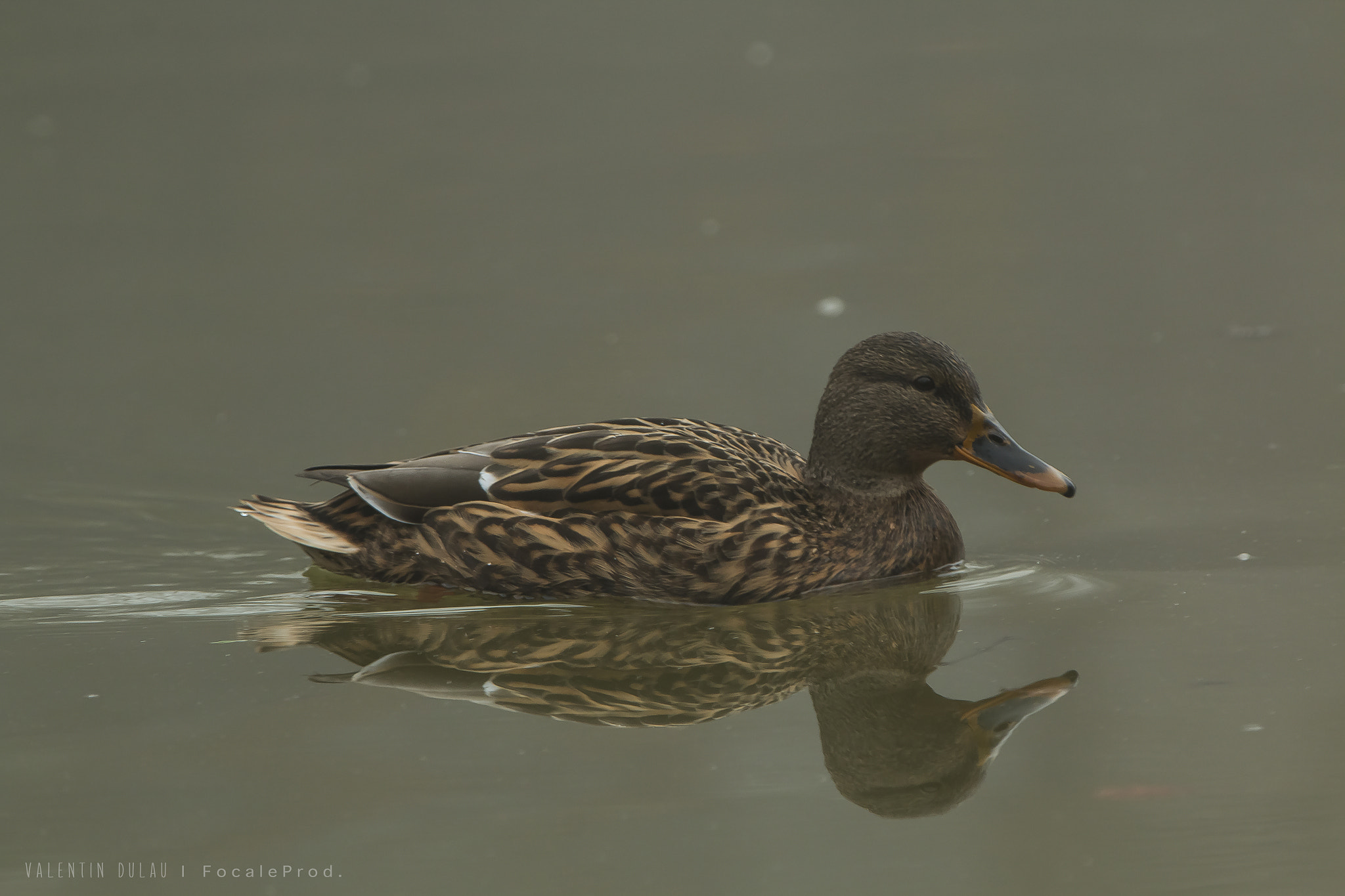 Canon EF 70-200mm F2.8L IS II USM sample photo. Canard colvert photography