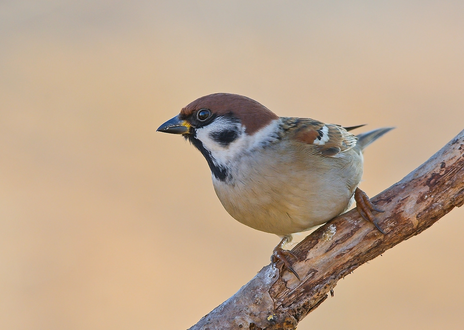 Sigma 120-400mm F4.5-5.6 DG OS HSM sample photo. Tree-sparrow photography