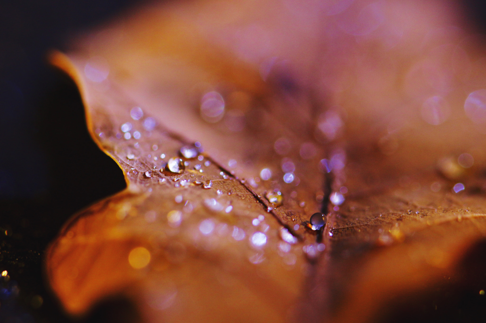 Canon EF 100mm F2.8L Macro IS USM sample photo. Bejewelled leaf photography