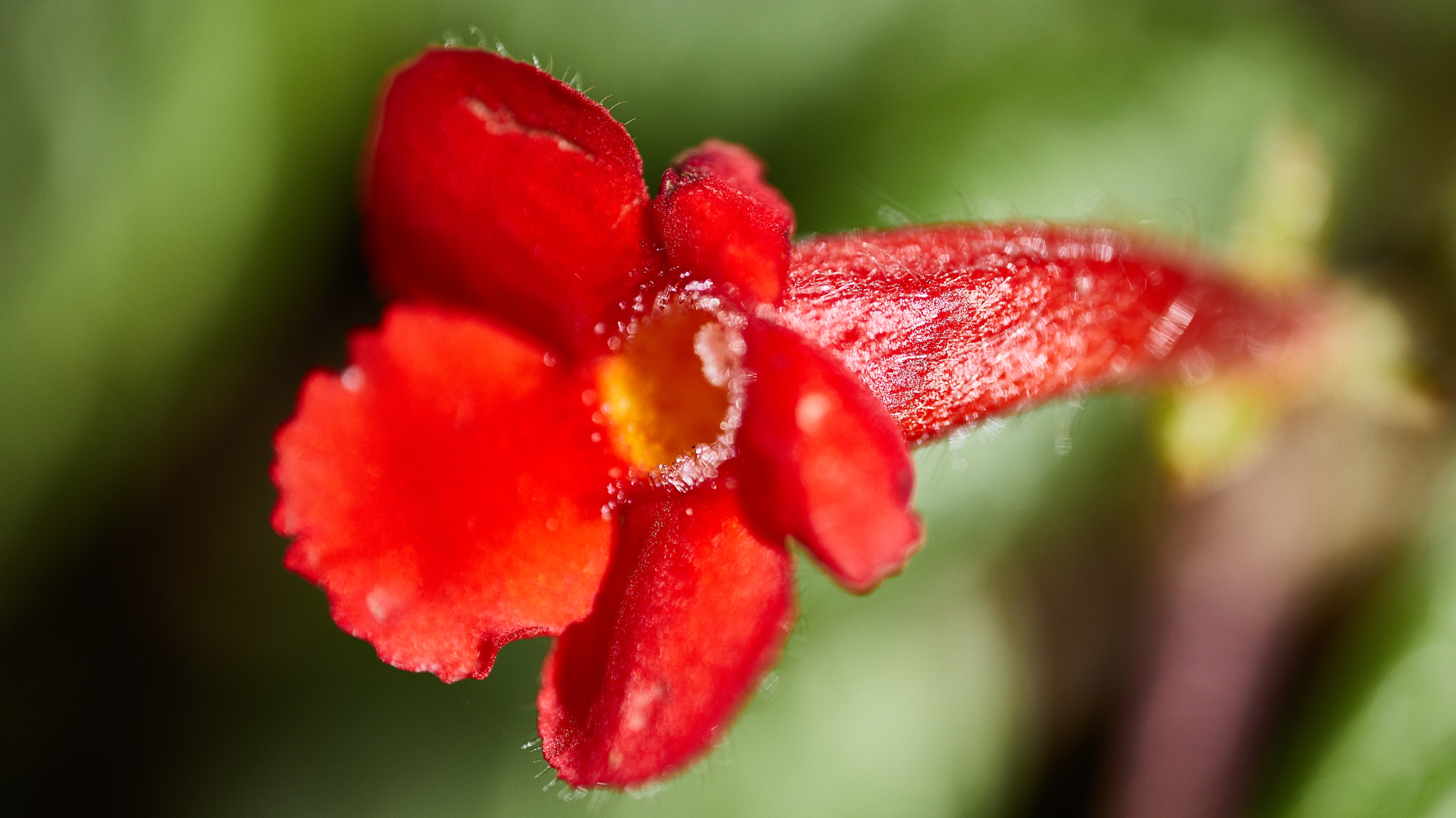 Canon MP-E 65mm F2.5 1-5x Macro Photo sample photo. Red flower photography