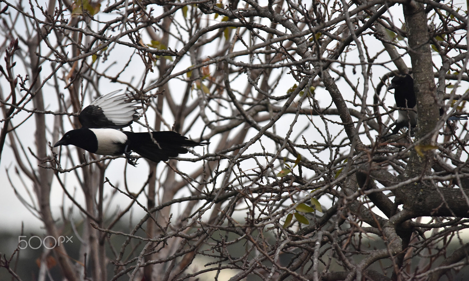 Sigma 150-500mm F5-6.3 DG OS HSM sample photo. Magpies photography