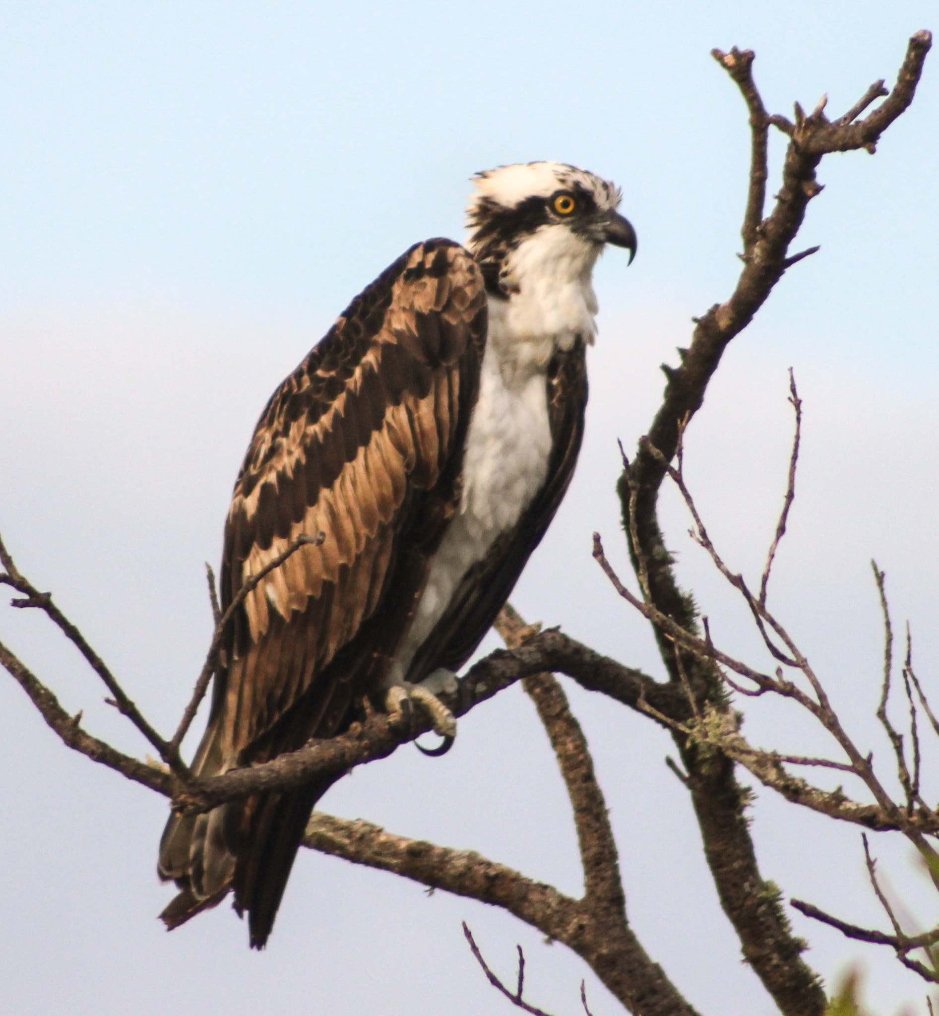 Canon EF 75-300mm f/4-5.6 USM sample photo. Osprey photography