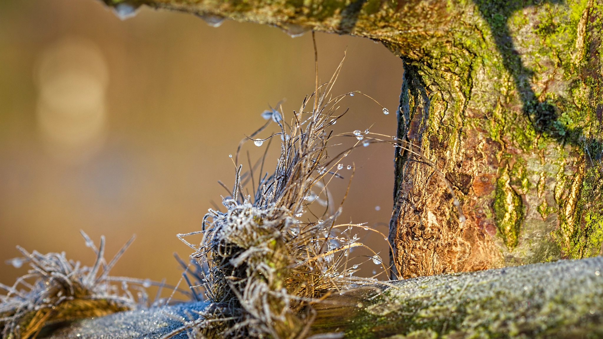 Canon EF 100mm F2.8 Macro USM sample photo. Cold winter morning iii photography