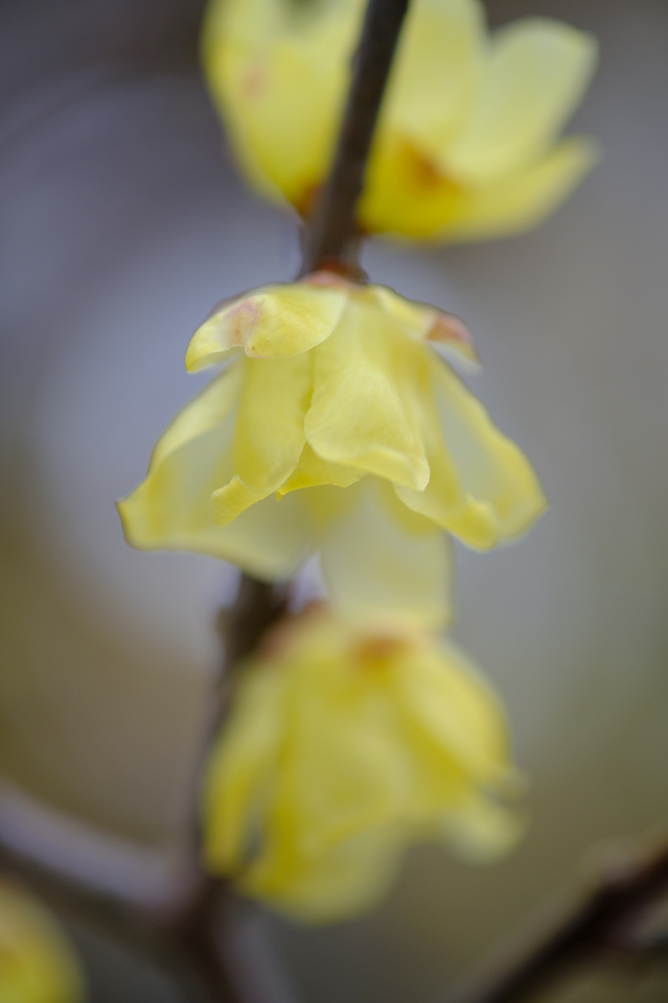 Fujifilm X-Pro2 + Fujifilm XF 60mm F2.4 R Macro sample photo. Wintersweet photography