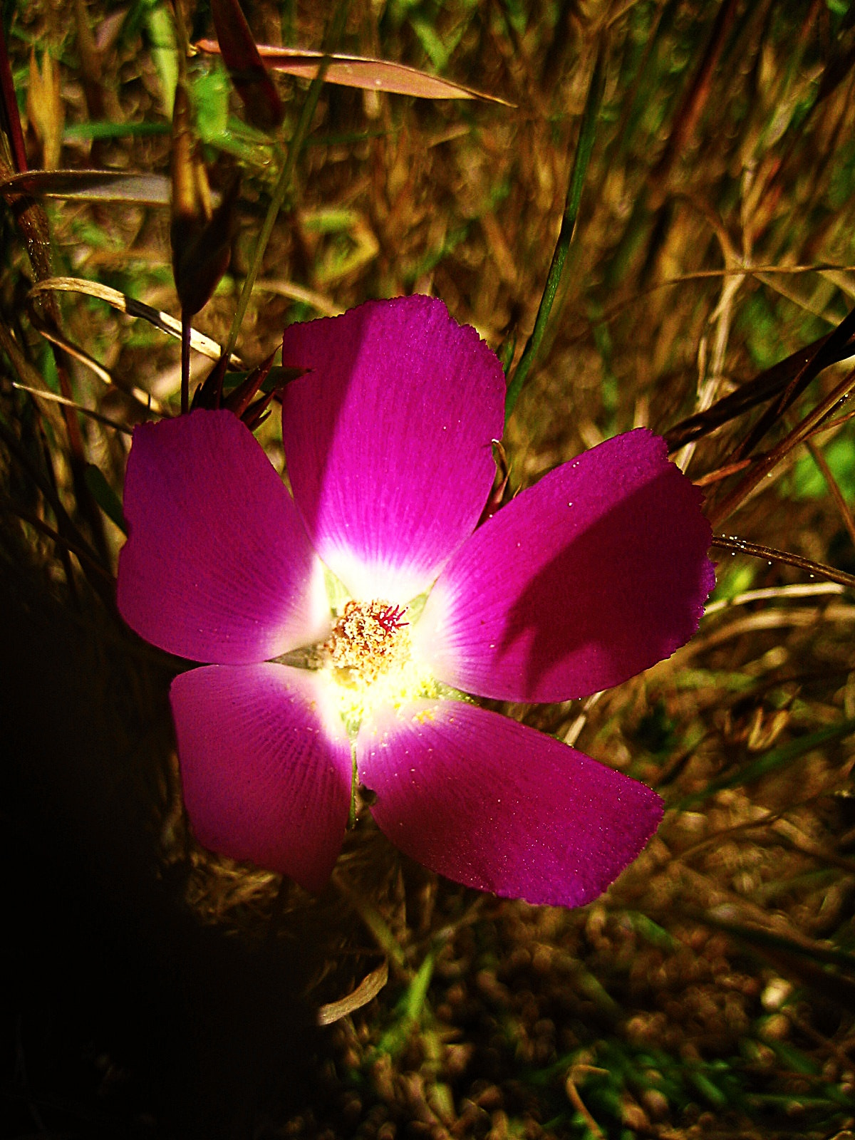 Canon POWERSHOT SD300 sample photo. Texas wildflower photography