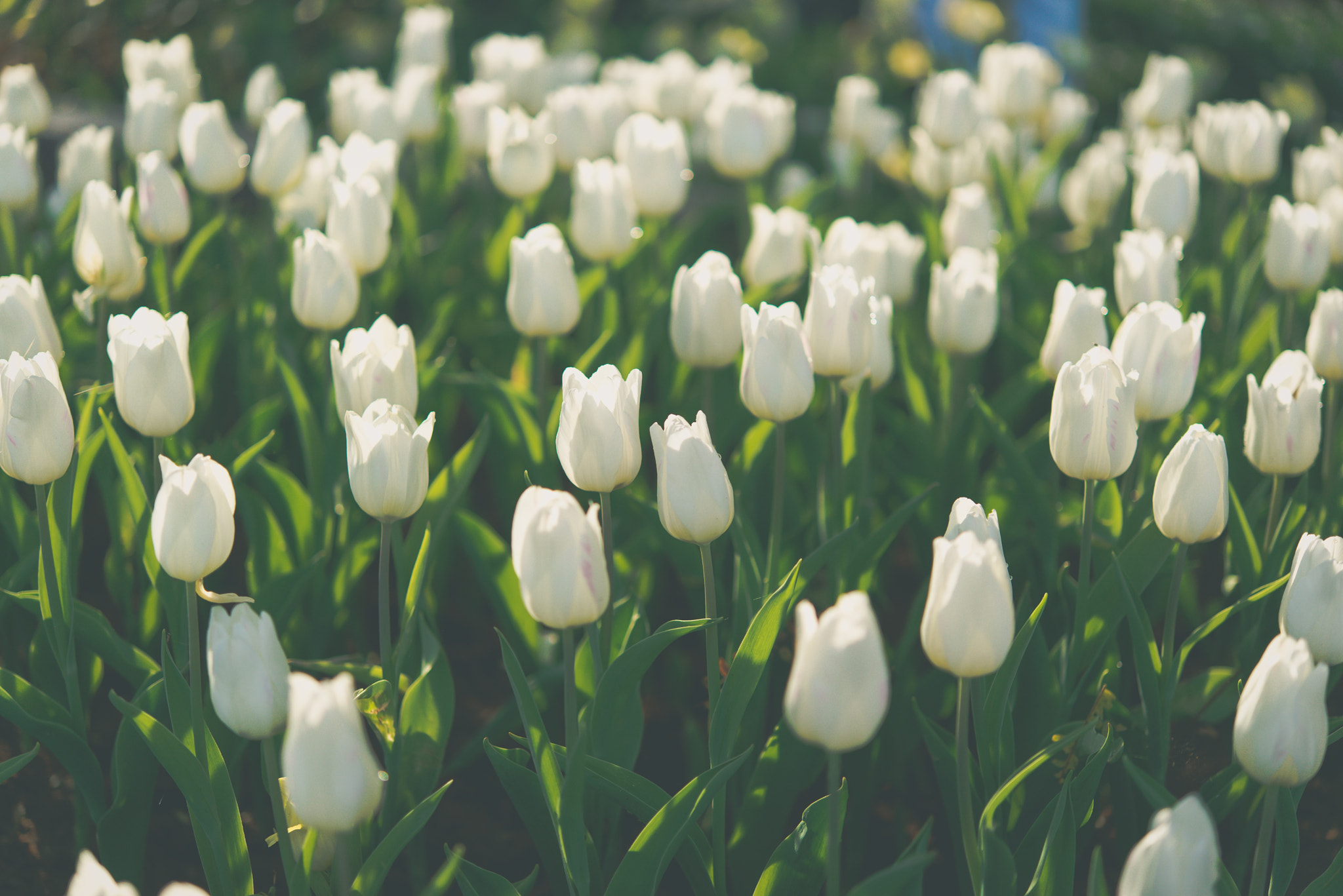 Nikon AF-S Micro-Nikkor 60mm F2.8G ED sample photo. Amazing nature of white tulips under sunlight at the middle of summer or spring day landscape.... photography