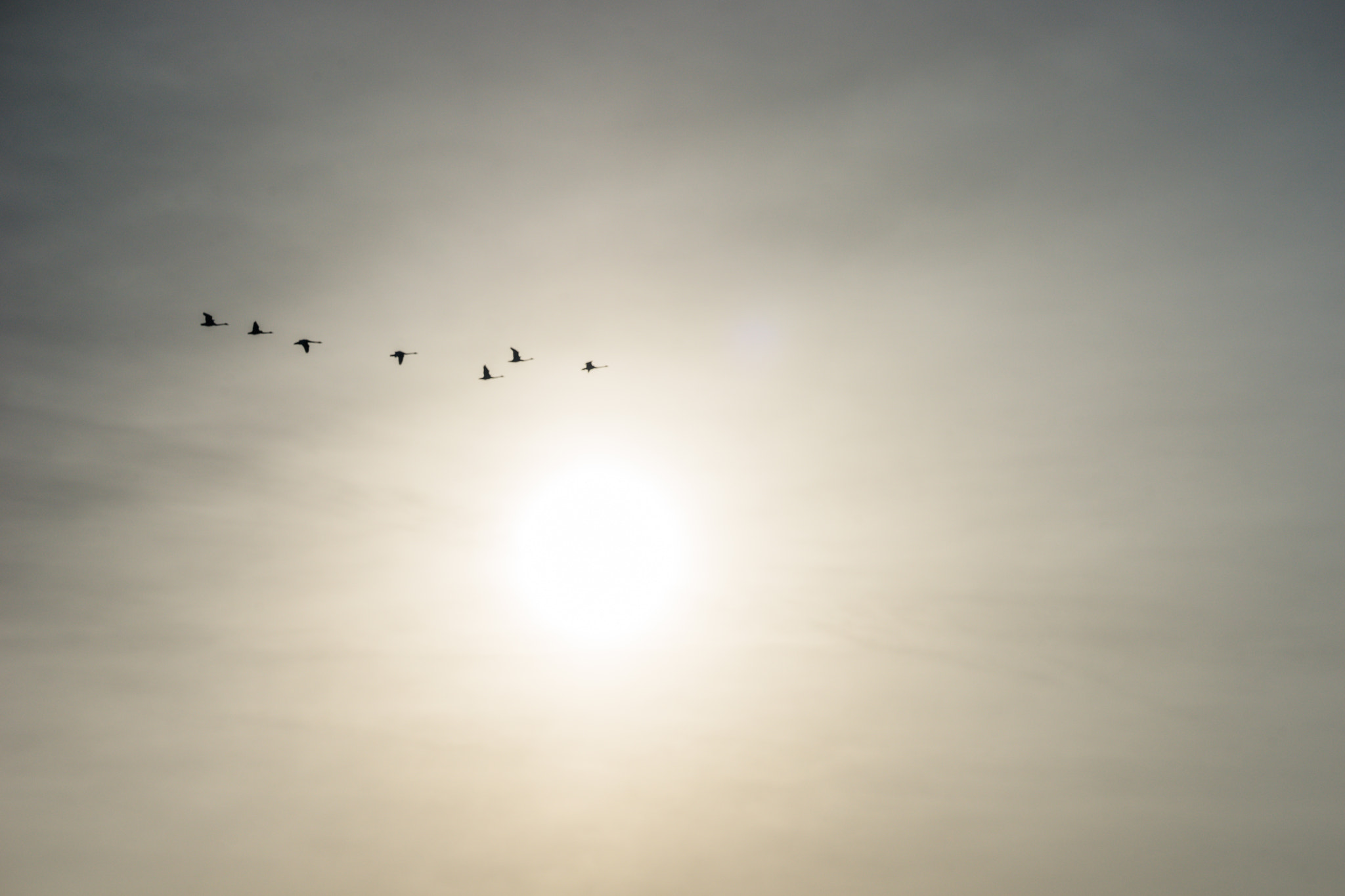 Sony FE 70-300mm F4.5-5.6 G OSS sample photo. Overwinter photography