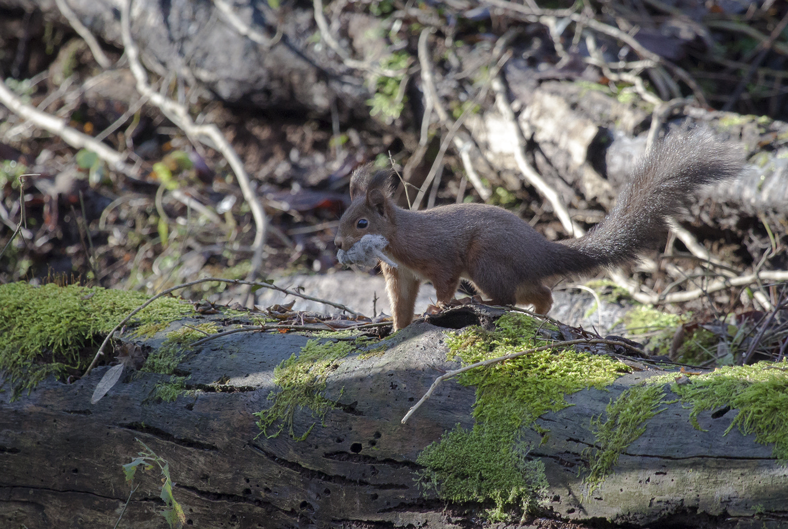 Canon EF 100-400mm F4.5-5.6L IS USM sample photo. Scoiattolo rosso photography