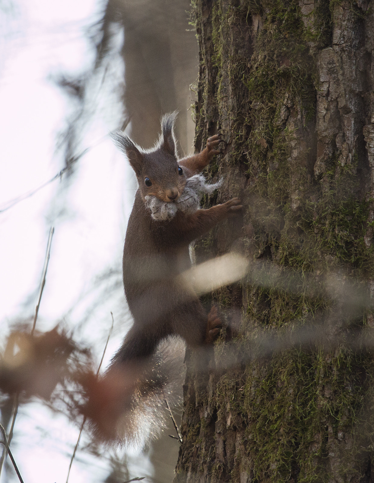Canon EF 100-400mm F4.5-5.6L IS USM sample photo. Freeclimbing photography