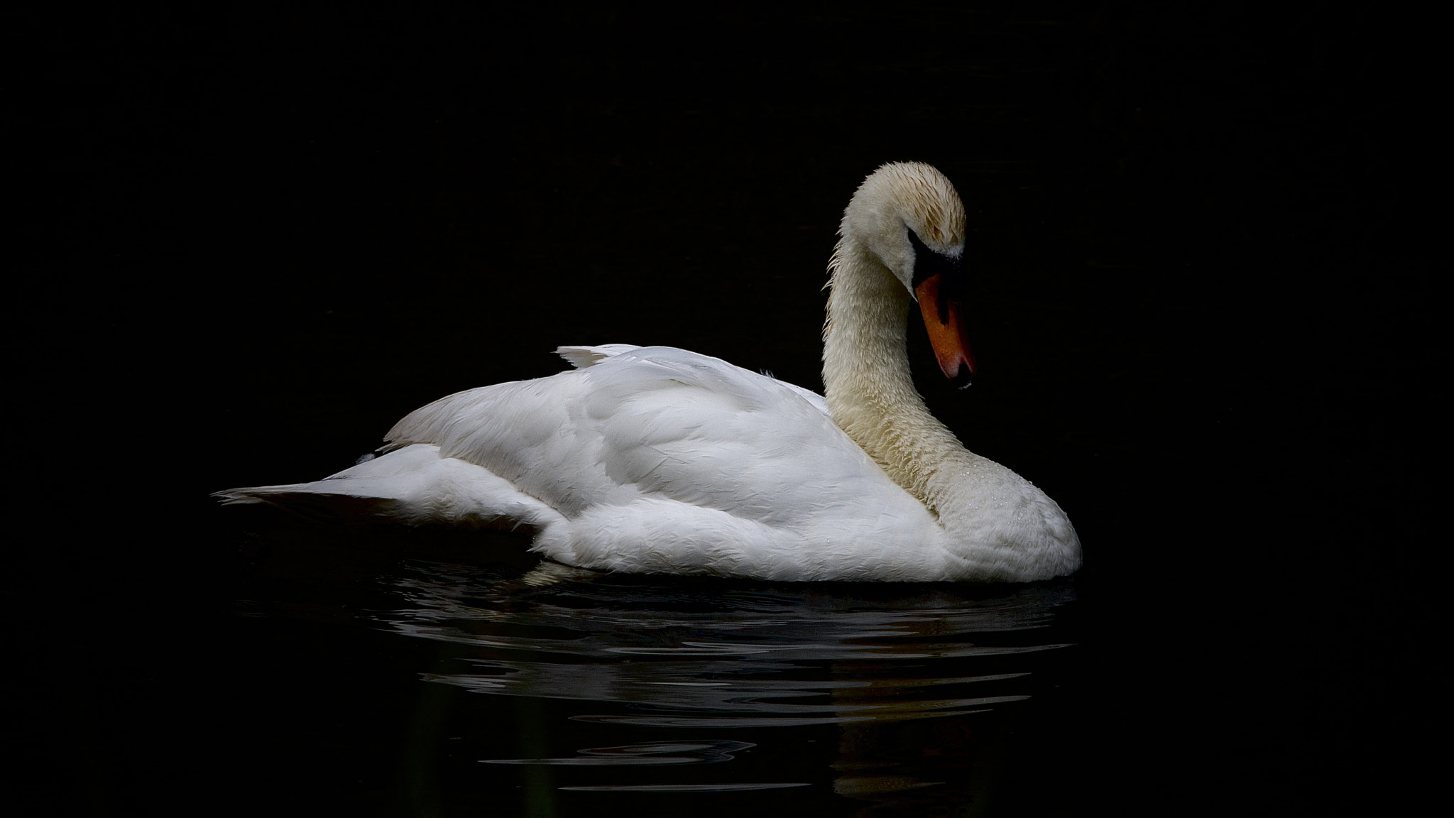 Canon EF 300mm F2.8L IS USM sample photo. Zwan. photography
