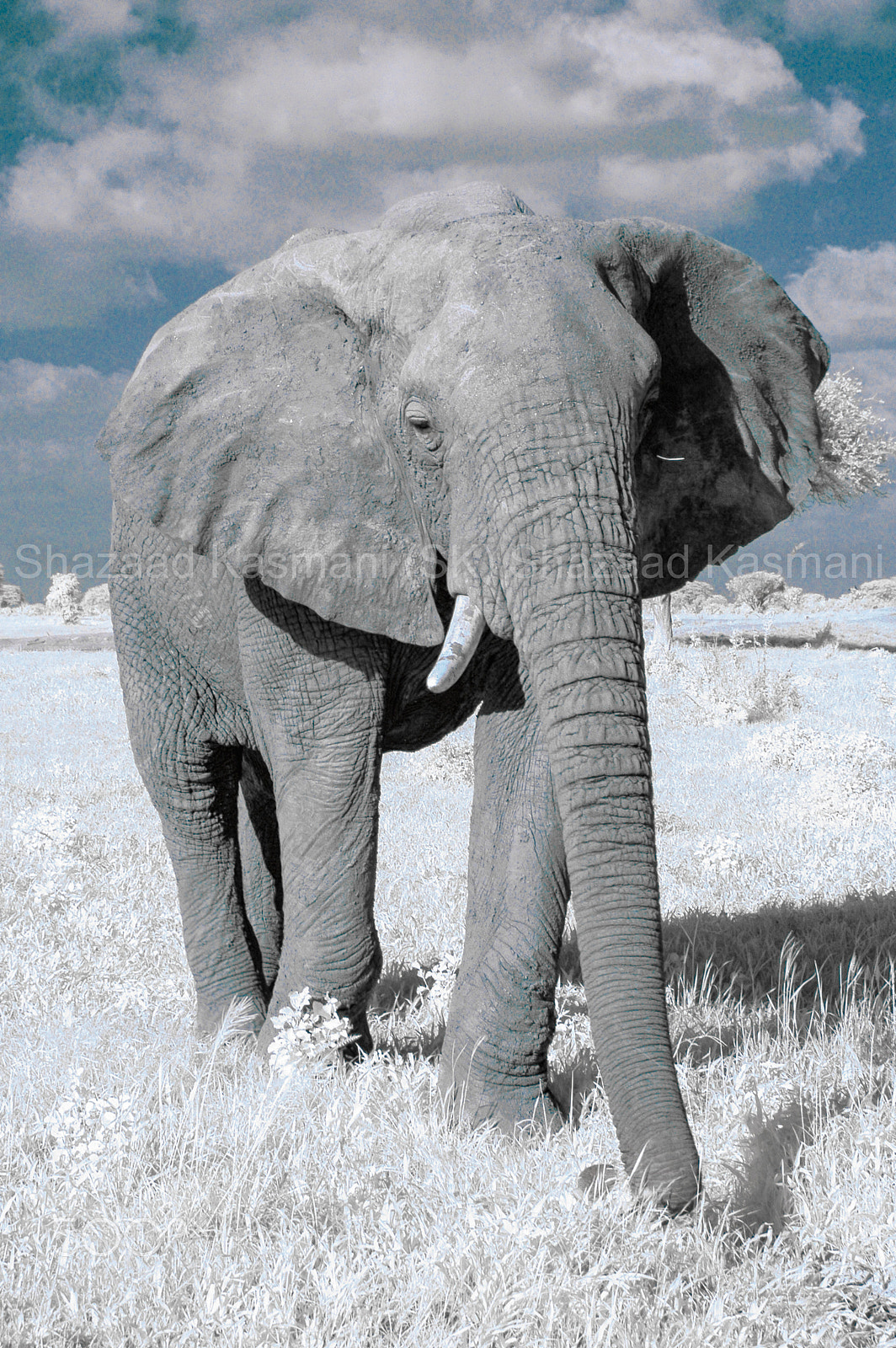 Nikon D70 sample photo. Elephant on christmas eve in tsavo east kenya photography