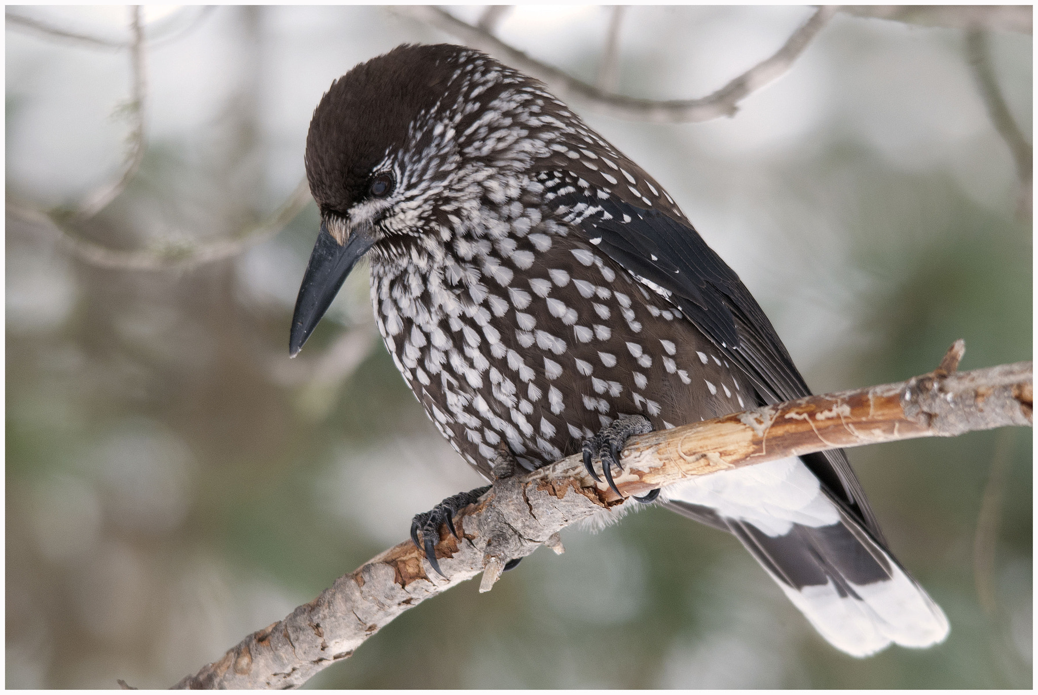 Sigma 150-500mm F5-6.3 DG OS HSM sample photo. Nocciolaia - nutcracker photography
