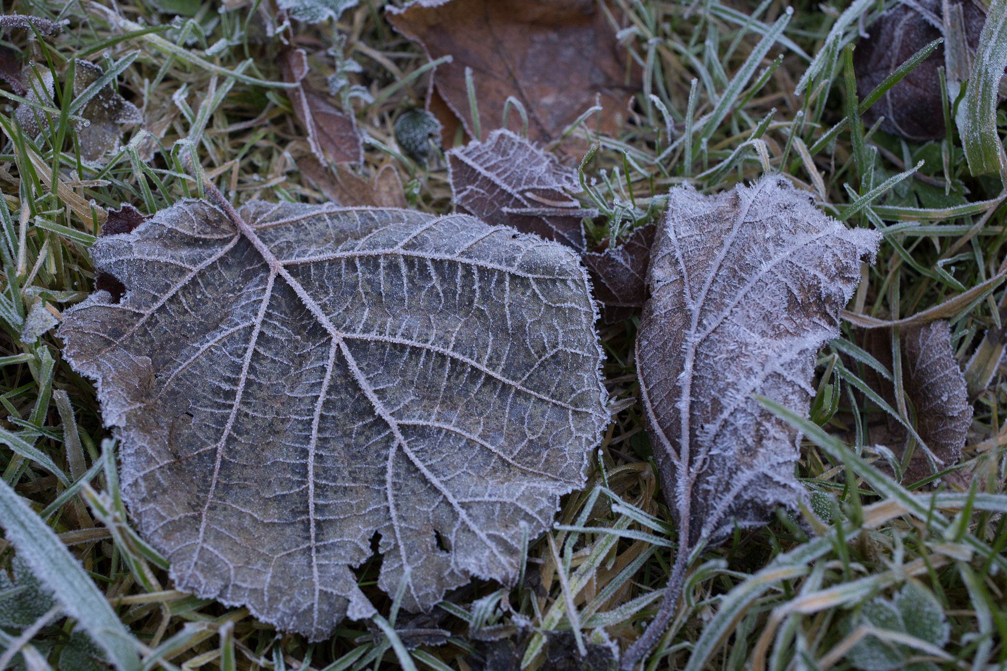 Canon EOS 6D + Sigma 50mm f/2.8 EX sample photo. Veins photography