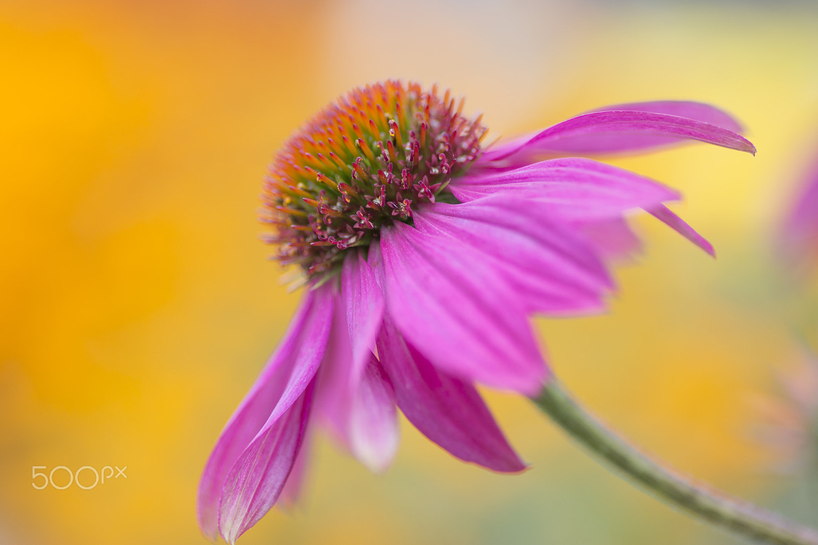 Canon EOS 6D + Tamron SP AF 90mm F2.8 Di Macro sample photo. Echinacea☆+* photography