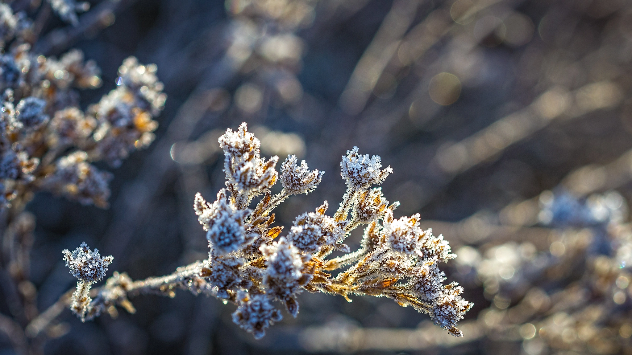 Canon EF 100mm F2.8 Macro USM sample photo. Frozen plant photography