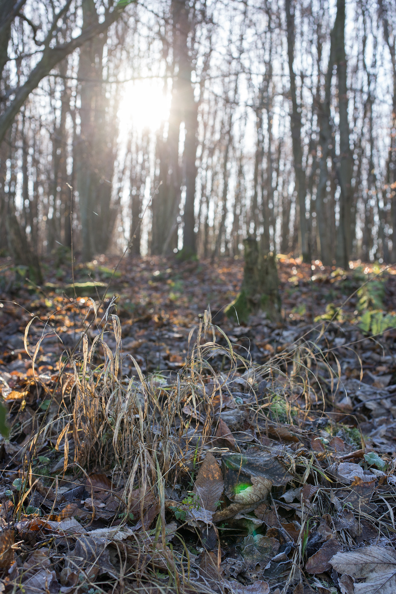 Canon EOS 6D + Sigma 50mm f/2.8 EX sample photo. Winter sun photography