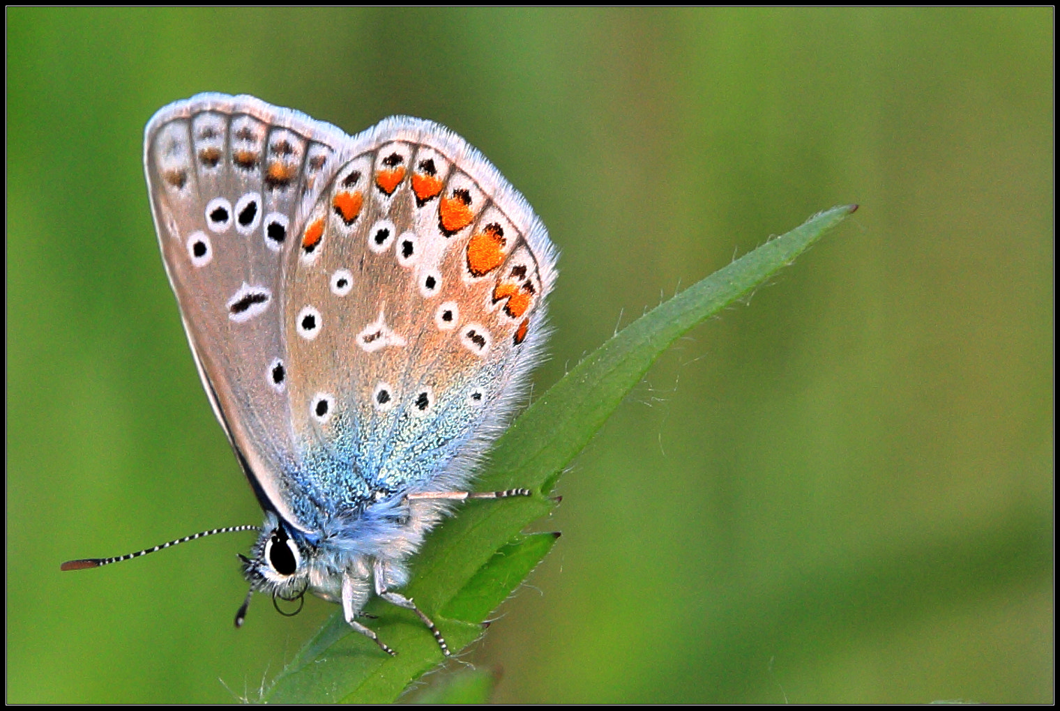 Sigma 18-125mm F3.8-5.6 DC OS HSM sample photo. Butterfly photography