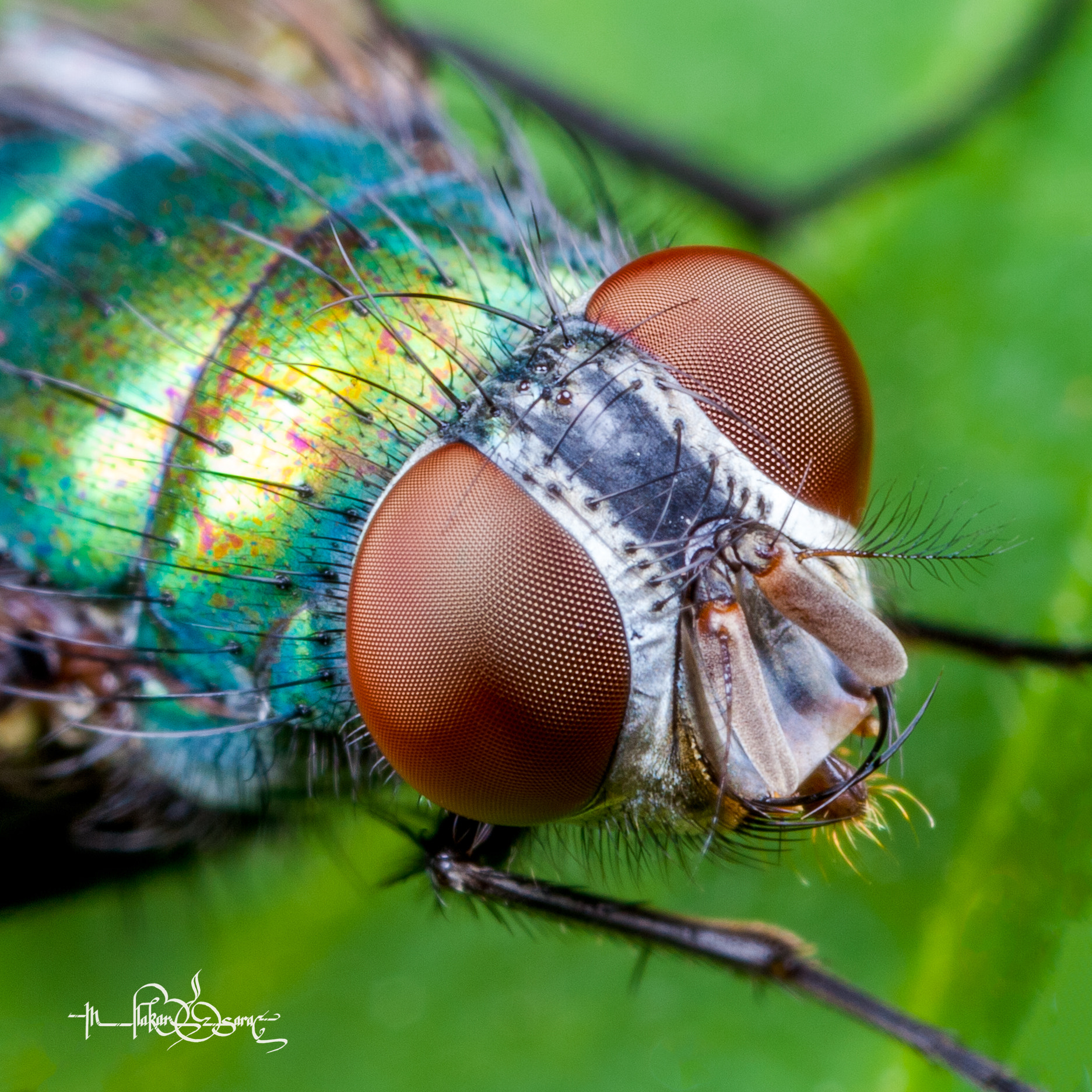 Canon MP-E 65mm F2.5 1-5x Macro Photo sample photo. What is up! photography