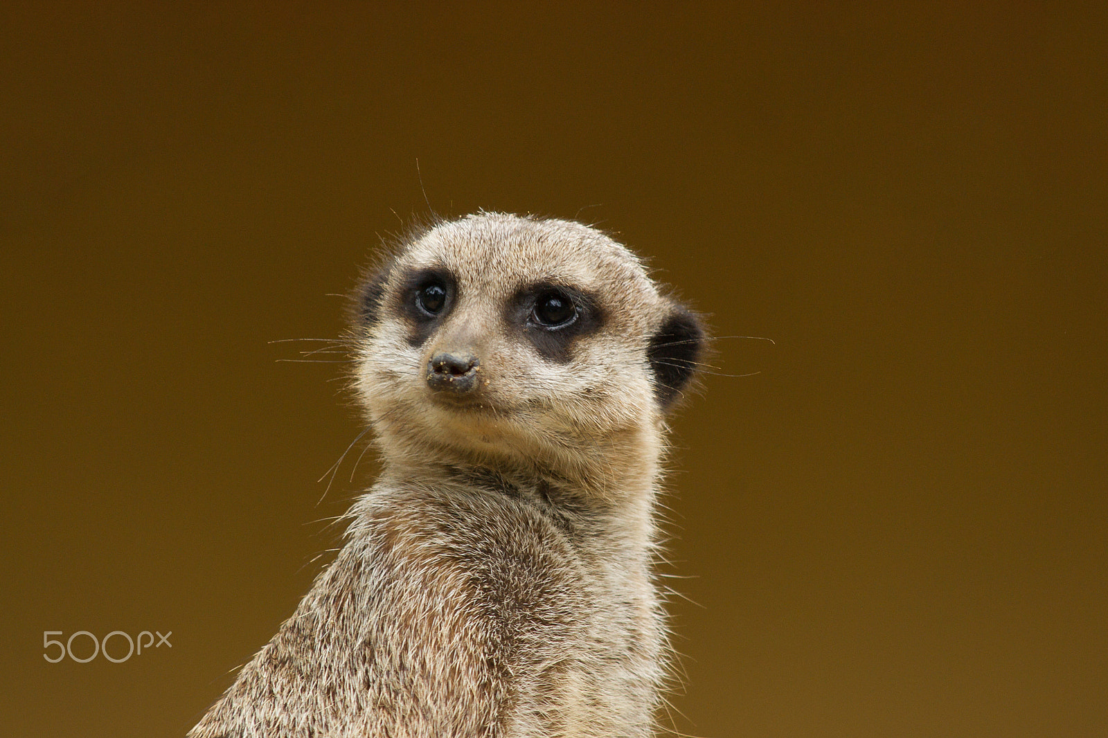 Sony Alpha DSLR-A500 sample photo. Meerkat photography