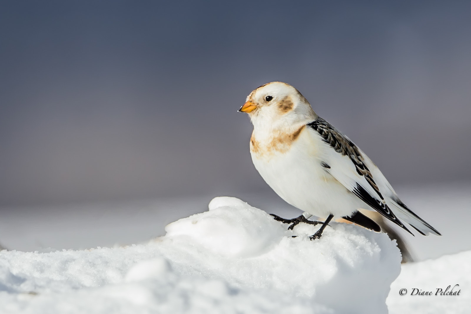Canon EOS 60D + Canon EF 300mm F2.8L IS II USM sample photo. Snow bunting photography