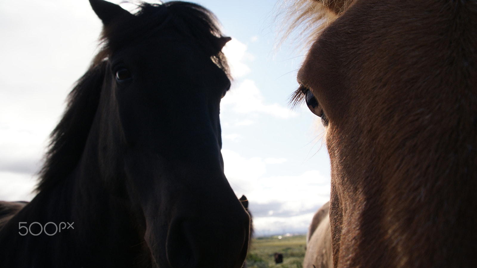 Sony Alpha DSLR-A300 sample photo. Close-up horses photography