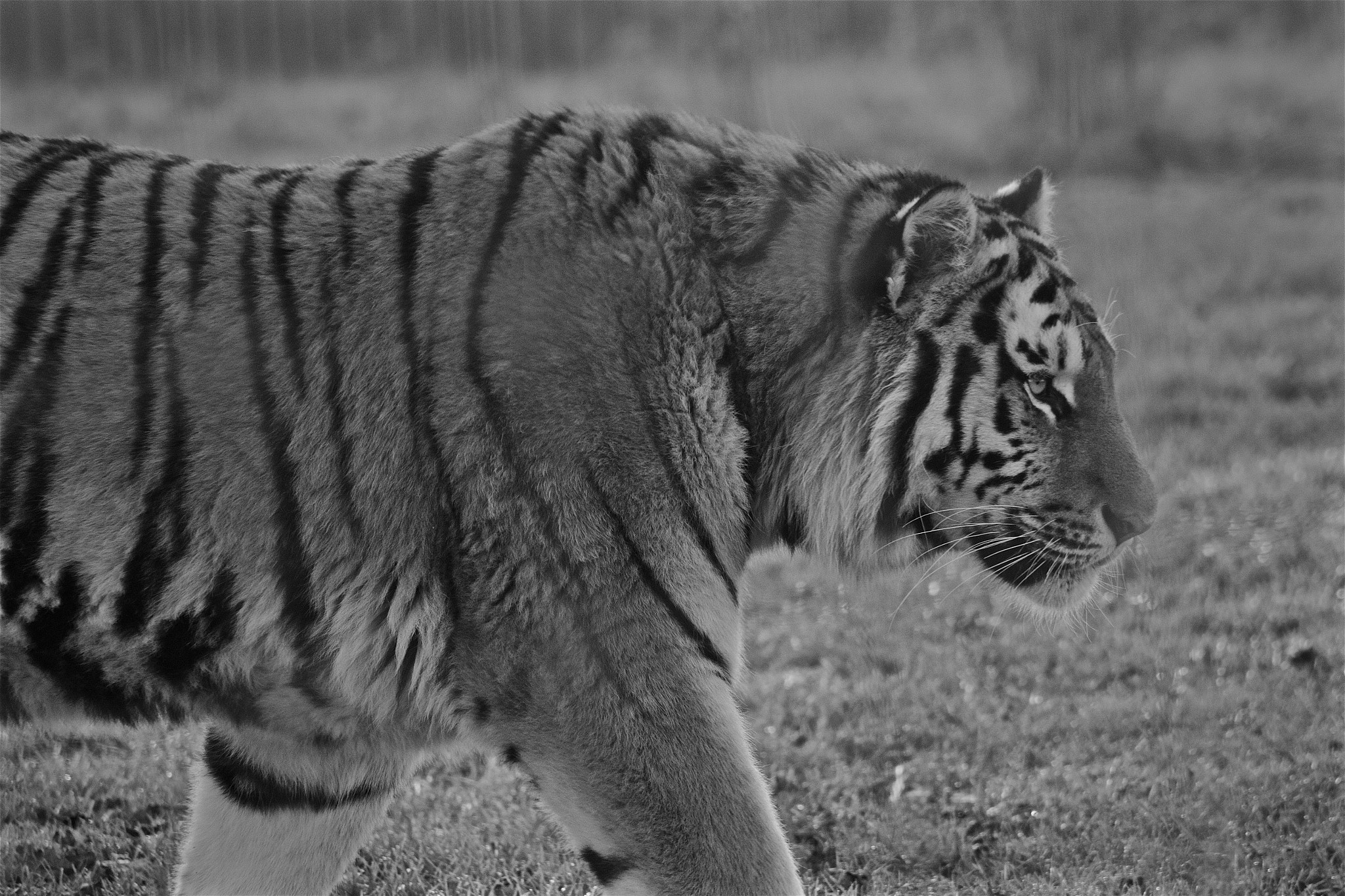 Canon EF 90-300mm F4.5-5.6 sample photo. On the prowl photography