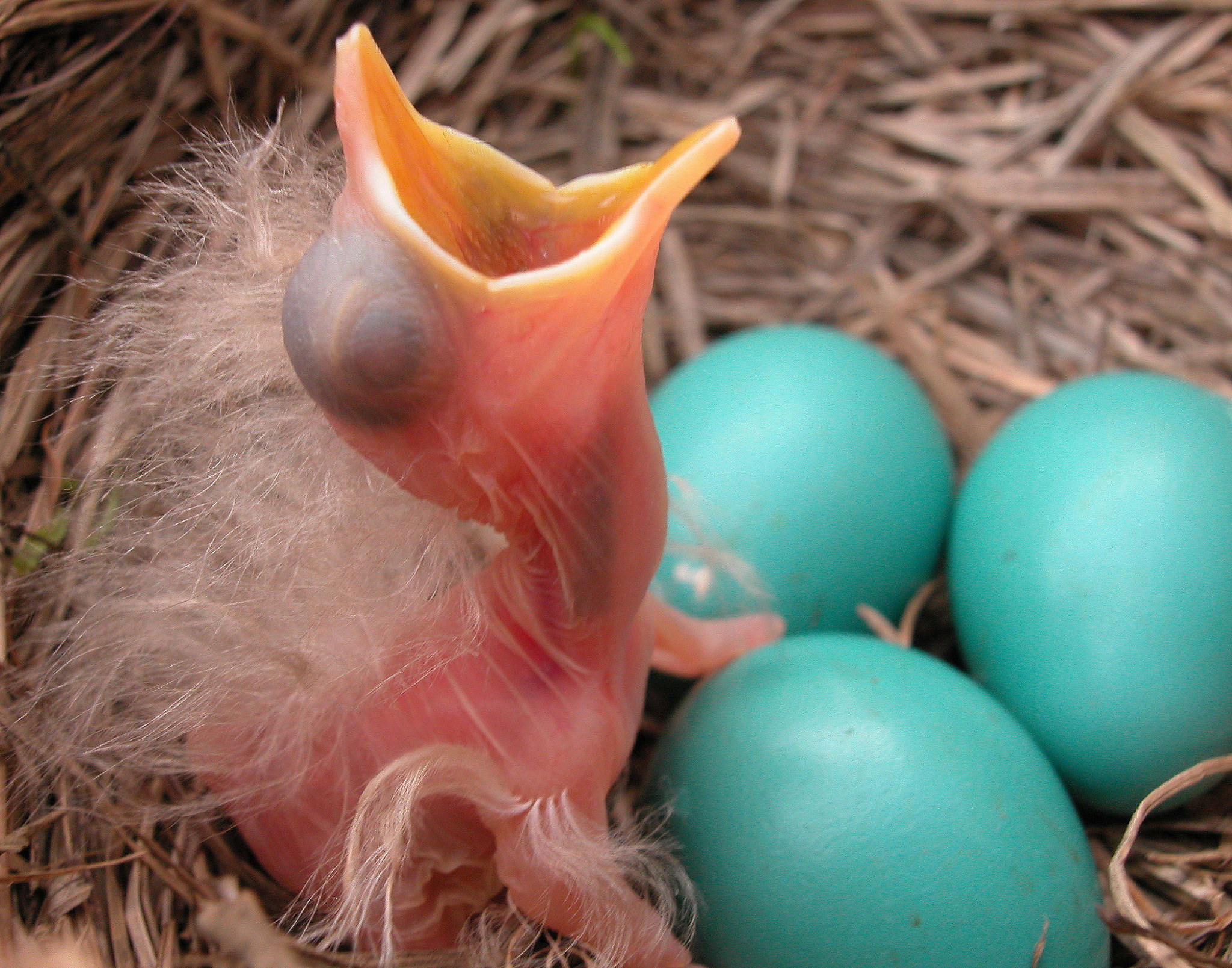 Nikon E5000 sample photo. New born robin wants food from its mom photography