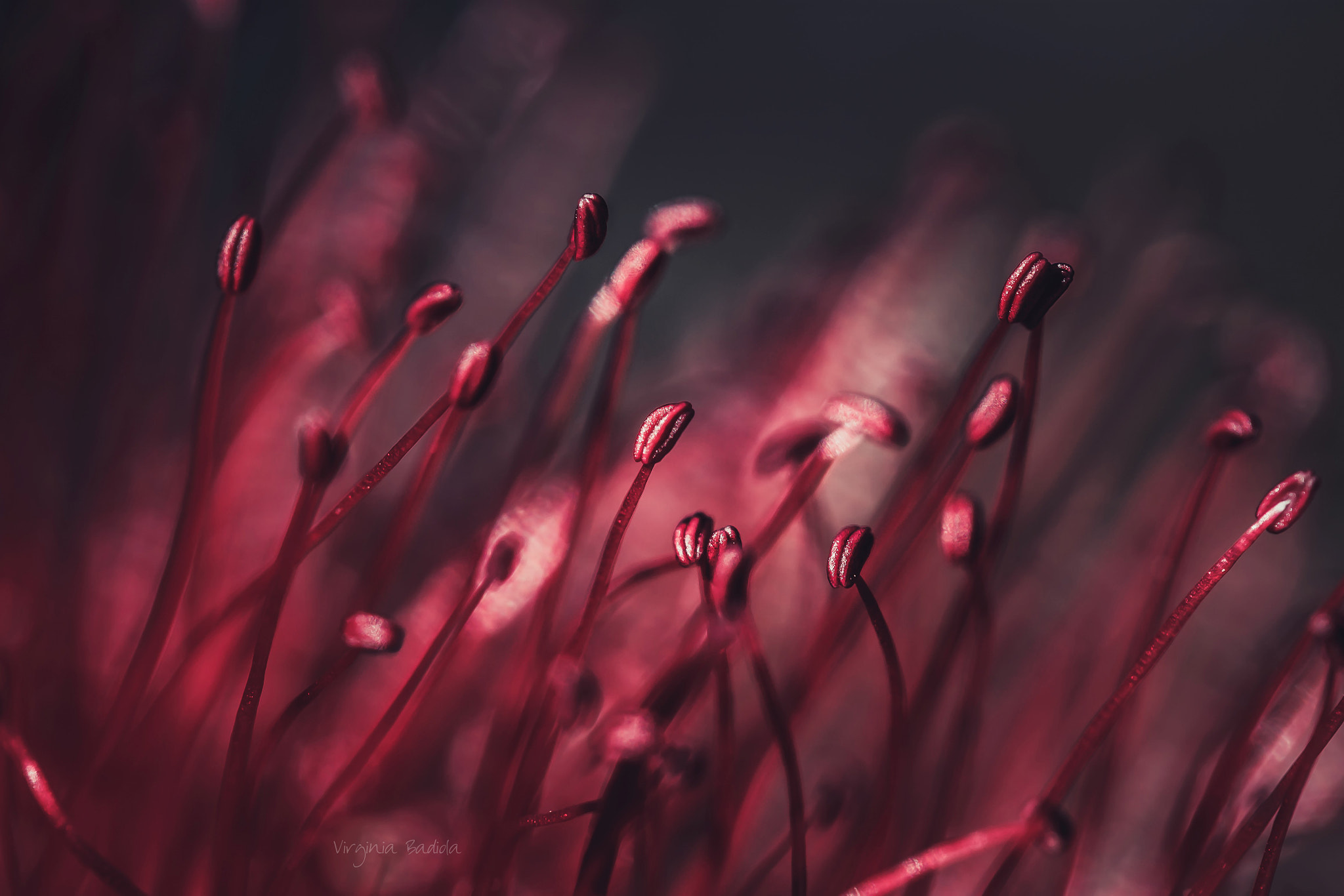Canon EF-S 60mm F2.8 Macro USM sample photo. *** photography