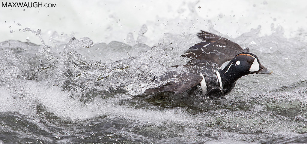 Canon EOS 7D Mark II sample photo. Harlequin duck photography