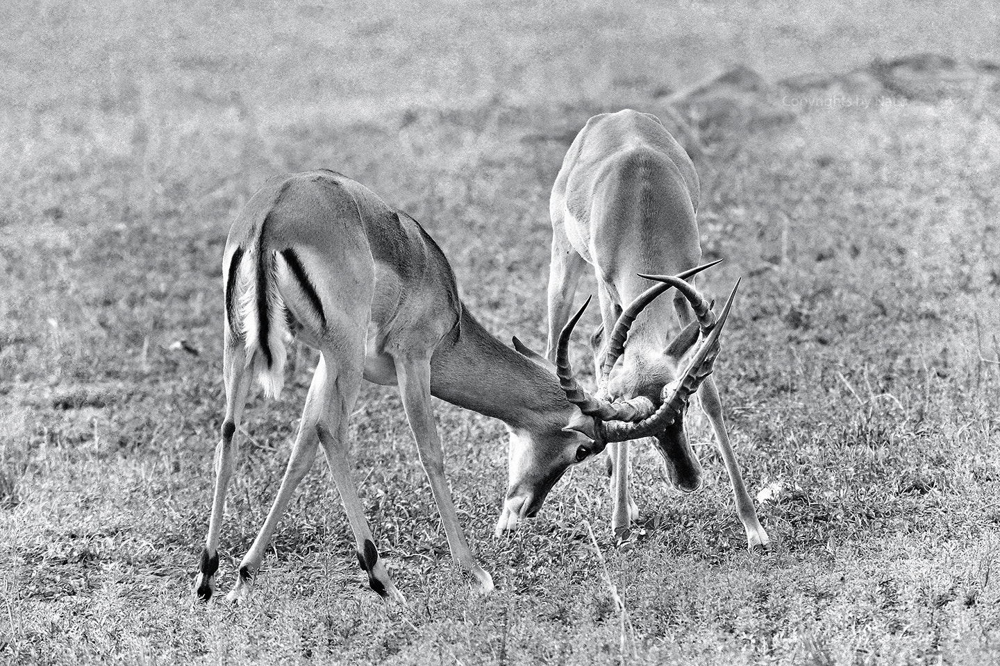 Nikon D800 sample photo. Duel photography