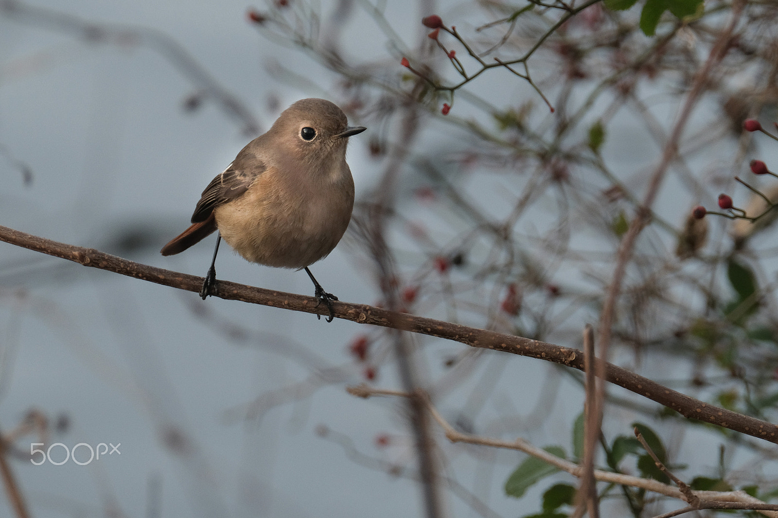 XF100-400mmF4.5-5.6 R LM OIS WR + 1.4x sample photo. Female daurian redstart photography