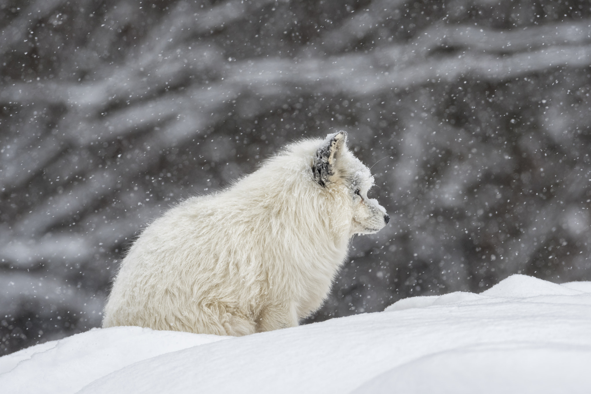 Nikon D500 + Nikon AF-S Nikkor 600mm F4G ED VR sample photo. Facing the harshness of winter... photography
