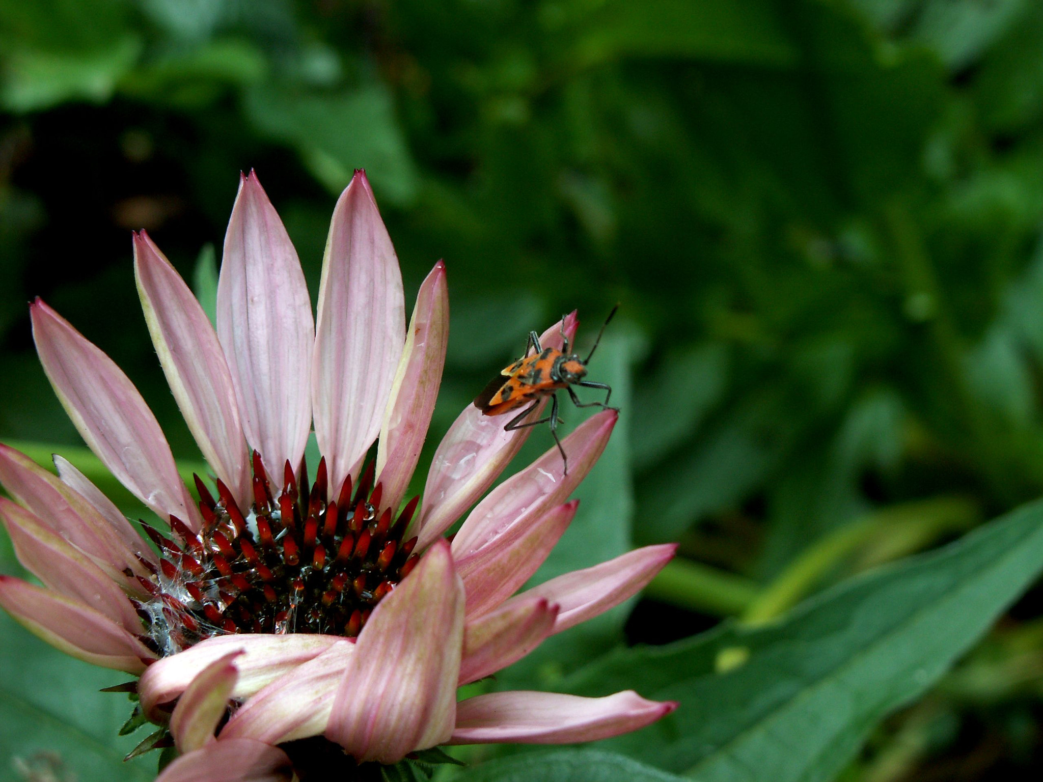KONICA MINOLTA DiMAGE Z5 sample photo. Rudbekia photography