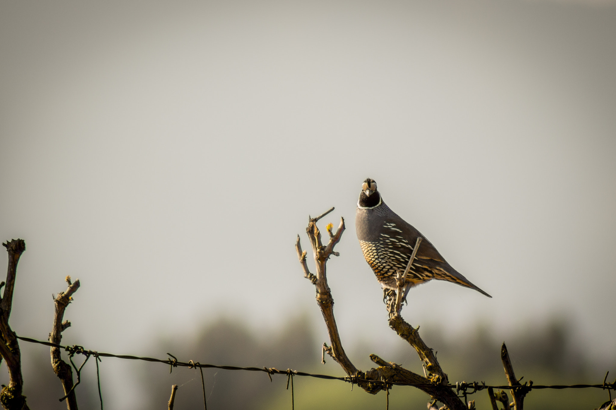 Canon EOS 700D (EOS Rebel T5i / EOS Kiss X7i) sample photo. Vigia photography