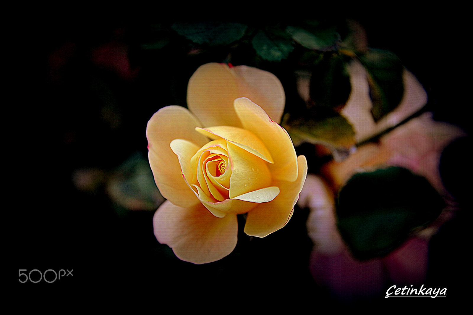 Nikon D3 sample photo. Yellow photography