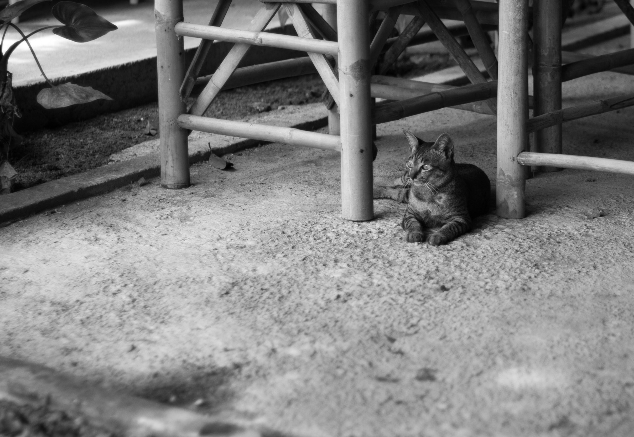Nikon D500 + Nikon AF-S Nikkor 50mm F1.4G sample photo. Zen kitty photography